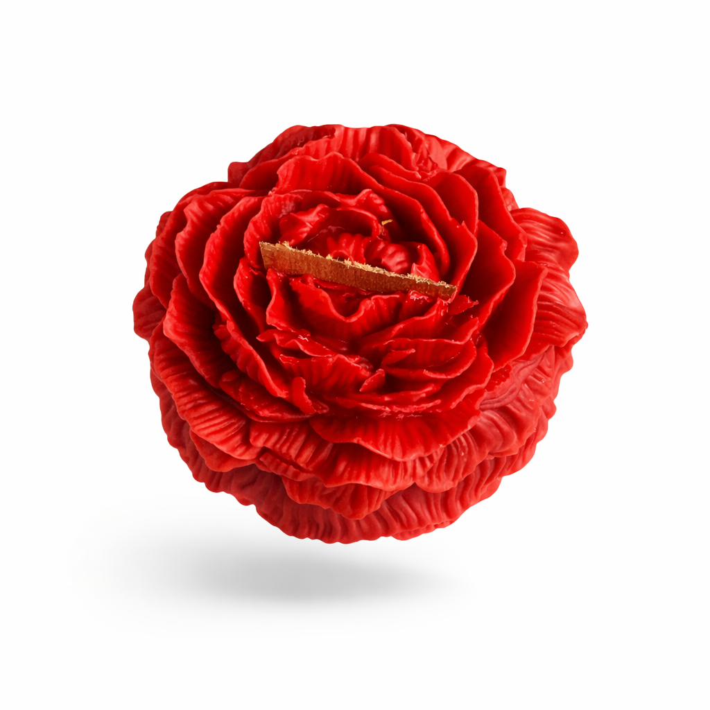 Large peony with wood wick close up with white background. 
